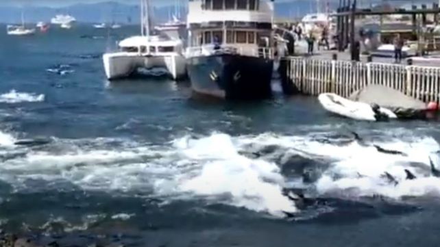 Decenas de toninas quedaron varadas en la bahía de Ushuaia: ¿de qué huían?