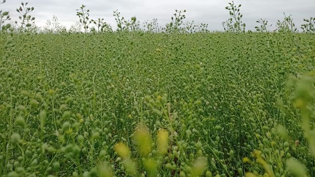 Se busca la incorporación de la camelina como una alternativa de cultivo de servicio de renta invernal.