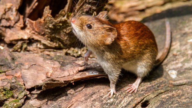 Hantavirus y leptospirosis en Santa Fe son transmitidos por roedores
