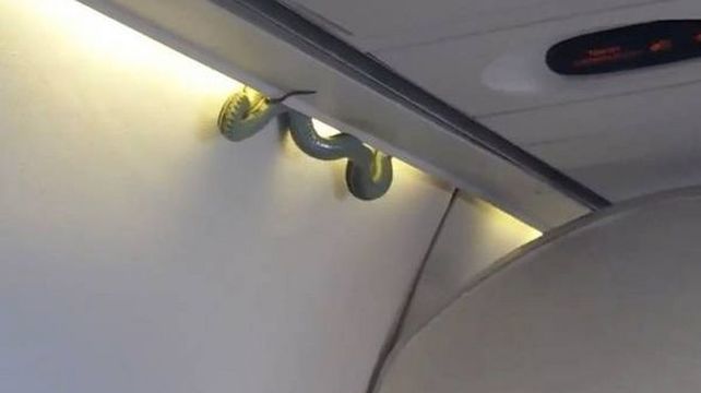 La serpiente apareció en la cabina de pasajeros en pleno vuelo. (Foto: captura de video)