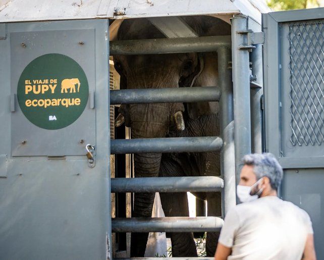 La elefanta Pupy ya viaja en un camión desde Buenos Aires a un santuario en Brasil