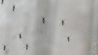 El brote de dengue es seis veces mayor que el año pasado: hay 180 mil casos