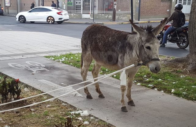 Un burro paseando por Avenida Freyre.