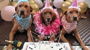 Los perros celebran su dia esta noche en un bar de Paraná