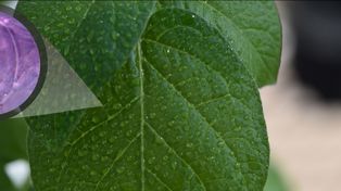 Elaumento de la expresión del gen BBX21 mejoró la regulación de losestomas (poros involucrados en la respiración de las plantas)reduciendo así los síntomas de deshidratación en las hojas basalesy produciendo más clorofila y más fotosíntesis.&nbsp;