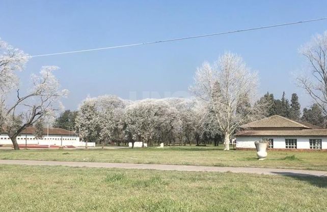 Así aparecieron los árboles en la zona del Liceo en la vecina localidad de Recreo.