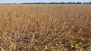 Comenzó la cosecha de la soja temprana en el centro norte de Santa Fe
