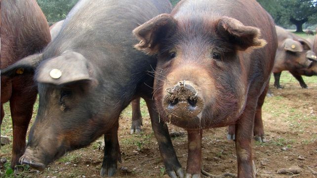 Robó joyas y las escondió en un chiquero de chanchos
