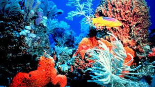 Duras críticas a la Marina de EEUU por bombardear la Gran Barrera de Coral