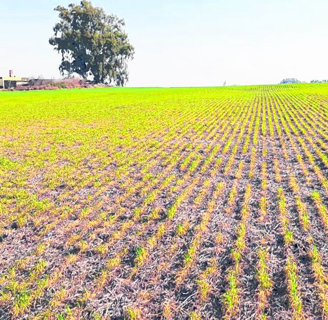 la Bolsa de Cereales de Buenos Aires (BCBA) recortó nuevamente en 100 mil hectáreas el área sembrada triguera del nuevo ciclo respecto de las estimaciones de la semana pasada.