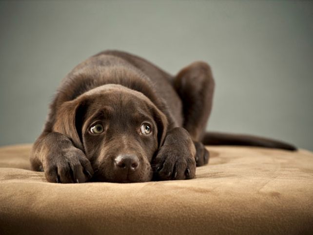 Las 10 comidas humanas que peor le hacen a los perros