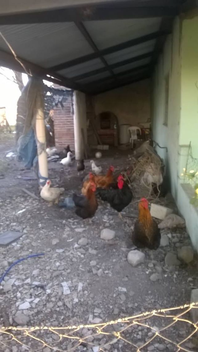 La granja en el Centro de Salud.&nbsp;