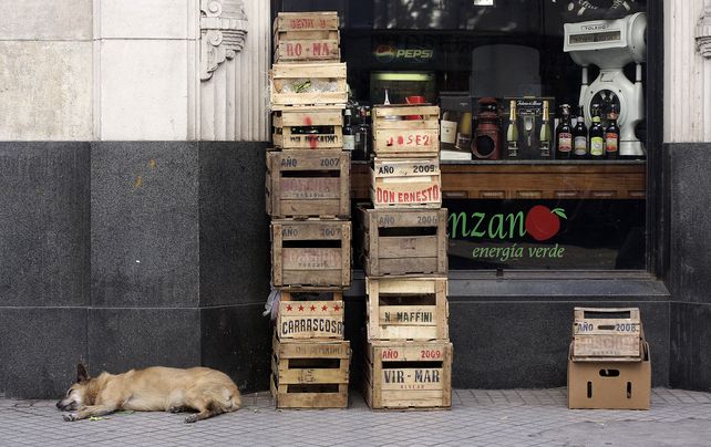 Día Mundial del Perro: una fecha para mimar al amigo más fiel