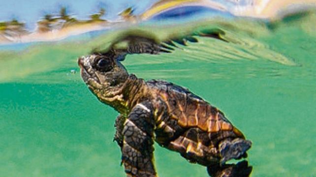 Experiencia con tortugas marinas