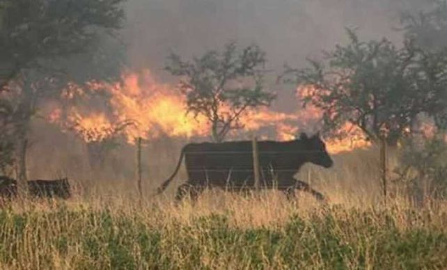Dramáticos incendios en Corrientes: 350 mil hectáreas fueron arrasadas