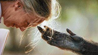 Jane Goodall: el mundo despide a la mujer que borró la frontera entre humanos y chimpancés.