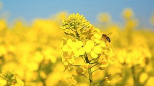 Los nuevos cultivos que piden pista en el complejo oleaginoso