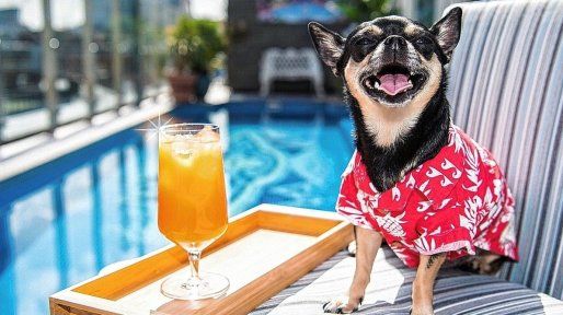 Claves para que el turismo pet friendly sea una experiencia exitosa
