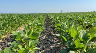 La siembra de soja en Entre Ríos avanza al 87%, pero las lluvias complican la soja de segunda