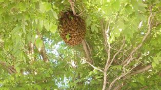 Las abejas se instalan en árboles y columnas.