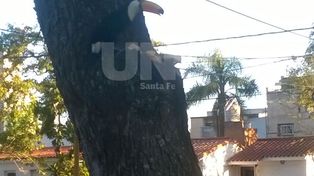 Un tucán en pleno corazón de Bº Guadalupe sorprende y moviliza al vecindario
