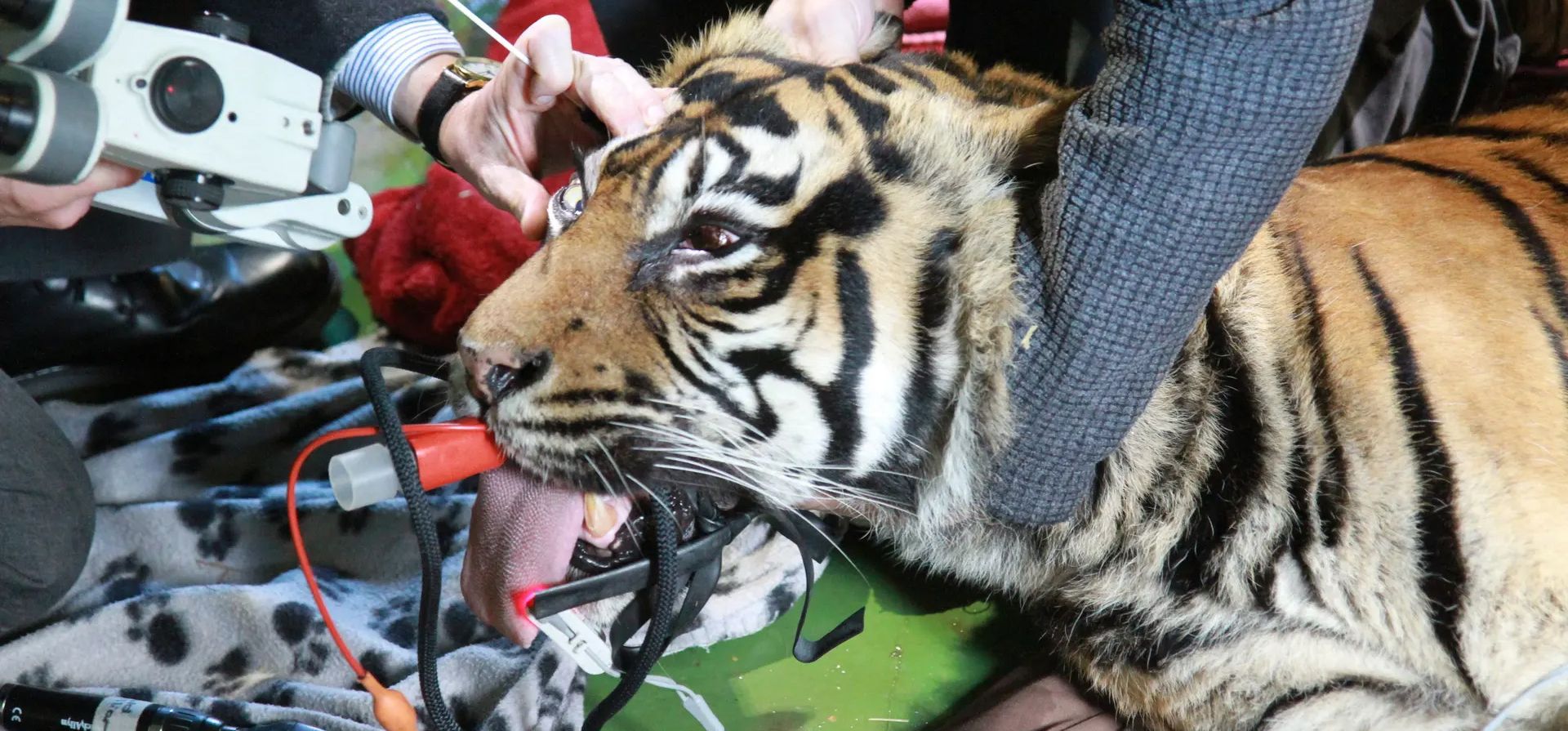 Ratna, un tigre de Sumatra, recibe un chequeo por parte de un oftalmólogo en el parque de vida silvestre Shepreth después de una cirugía de extirpación de cataratas hace dos años, Royston, Reino Unido. Fotografía: Universidad de Cambridge/PA