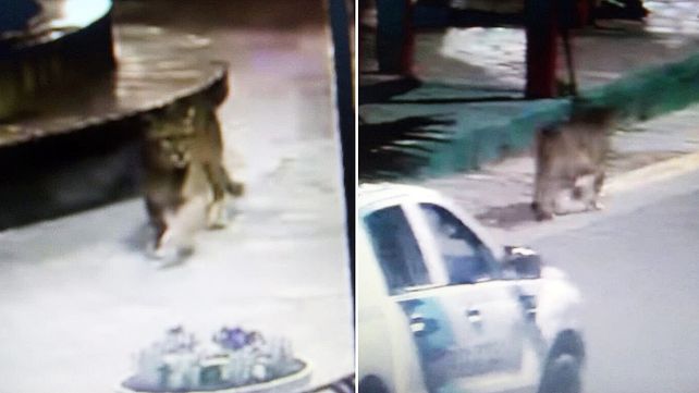 Puma: no encuentran al felino que aterra a Villa Gesell