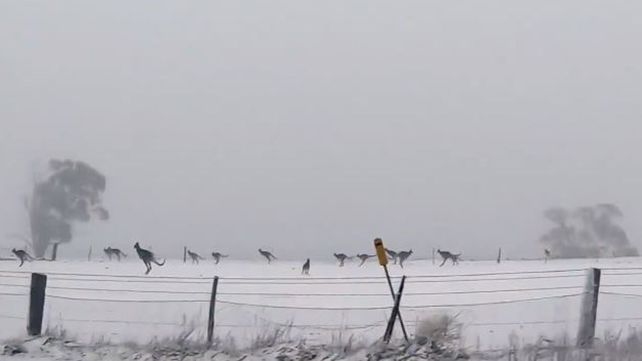Canguros saltando en la nieve, la inusual imagen que recorre el mundo
