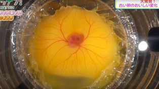 Un experimento en video muestra cómo un huevo se transforma en un pollo