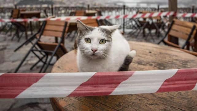 Un pequeño gato dio positivo de Covid-19 en Corea del Sur y se encieron las alertas.&nbsp;