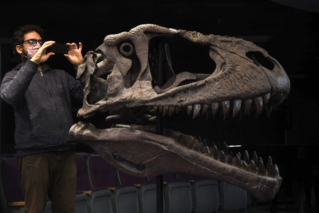 Presentaron en Neuquén el esqueleto hallado de un gran devorador de dinosaurios