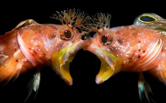 Cara a cara de Zhang Jinggong (China), dos blenny punk o blenny mohicano, capturados en Minabe, Wakayama, Japón.