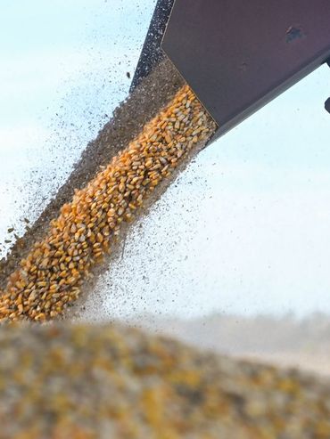 Precios: Argentina capitaliza el rally del trigo y el maíz, mientras la soja sufre por la falta de lluvias