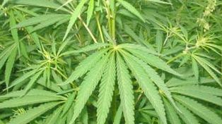 Un chico encontró una pipa de marihuana en una caja infantil en una casa de comidas rápidas