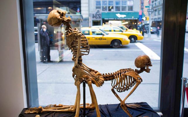 Esqueletos amantes. Exposición a la calle del Museo del Sexo de Nueva York. 