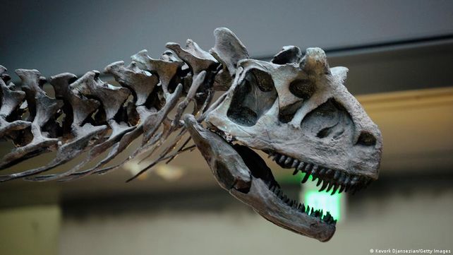 En comparación con otras partes del mundo ricas en fósiles, Argentina está relativamente inexplorada, lo que significa que probablemente ésta no sea la última especie de abelisáurido que vayamos a encontrar.