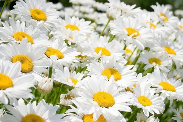 Conoce las plantas que debes tener en tu casa