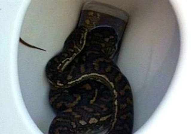 Arañas, ratas y serpientes: los animales que te pueden asustar saliendo del inodoro