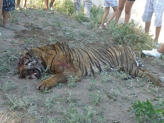 Un tigre de Bengala atemorizó en Córdoba y los vecinos lo mataron