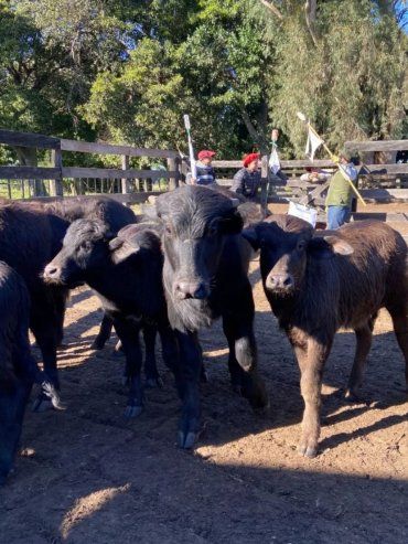 Búfalos: una alternativa productiva que busca crecer en el norte santafesino