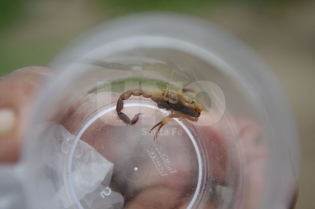 Peligrosos. Los vecinos aseguran que la presencia de los alacranes aumentó por la tierra acumulada y la llegada del calor.