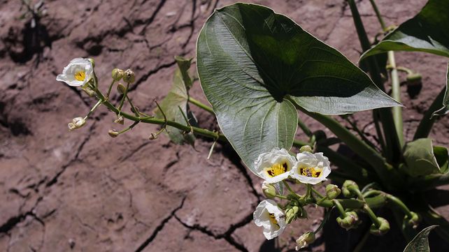 Impresionantes imágenes de la bajante del río Paraná
