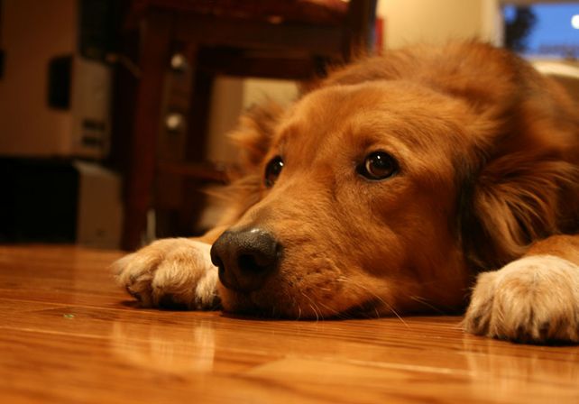 Recomiendan para las fiestas dejar a las mascotas en un espacio sin ruidos