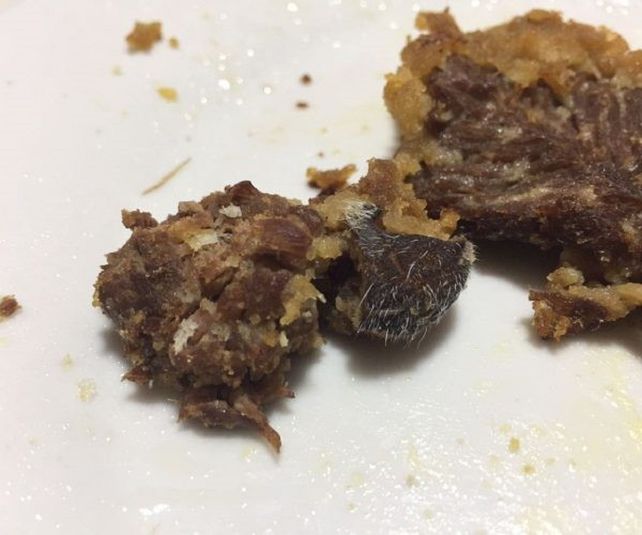 Un hombre, cuatro perros y dos gatos murieron por comer milanesas en mal estado  