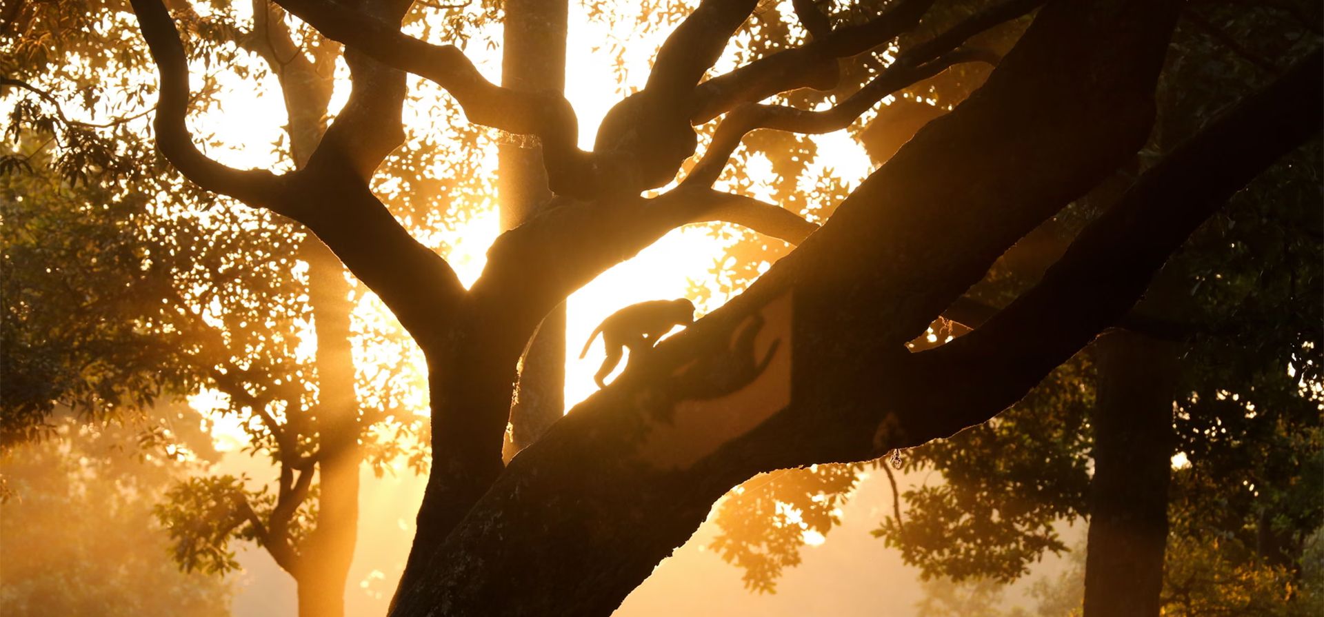 Según la lista roja de la Unión Internacional para la Conservación de la Naturaleza, el macaco asamés y el langur de Tarai están en peligro de extinción, mientras que el macaco rhesus y el langur de Nepal están clasificados como especies de menor preocupación, Nepal, Katmandú. Fotografía: Subaas Shrestha/NurPhoto/Shutterstock Según la lista roja de la Unión Internacional para la Conservación de la Naturaleza, el macaco asamés y el langur de Tarai están en peligro de extinción, mientras que el macaco rhesus y el langur de Nepal están clasificados como especies de menor preocupación, Nepal, Katmandú. Fotografía: Subaas Shrestha/NurPhoto/Shutterstock