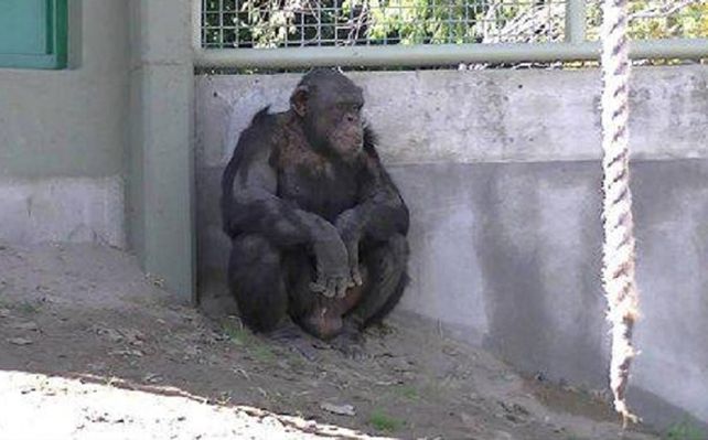 Cecilia, la chimpancé del zoo de Mendoza espera su traslado a un santuario