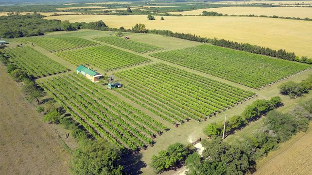 El viñedo Los Aromitos de Diamante será protegido y conservado