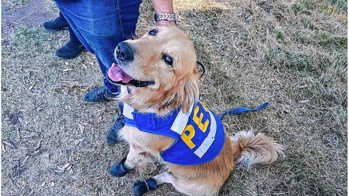 Canes de la Policía de Entre Ríos utilizan botas especiales ante las altas temperaturas