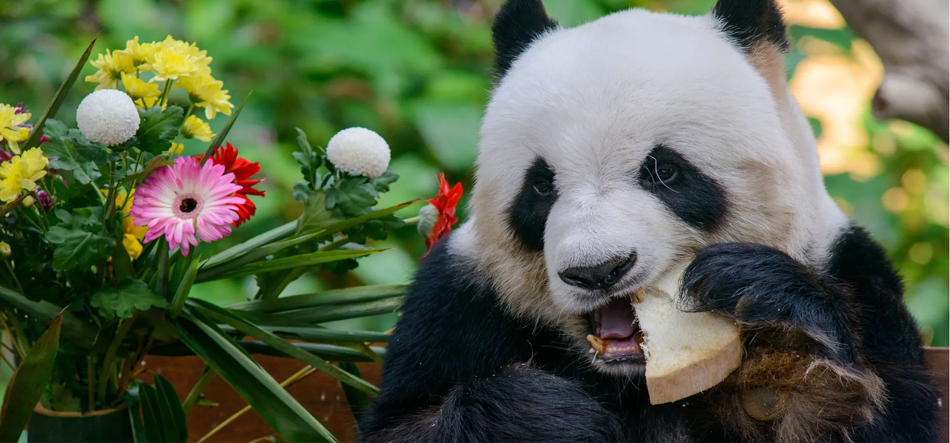 Kuala Lumpur, Malasia. El panda gigante Xing Xing disfruta de golosinas de cumpleaños. Fotografía: Xinhua/Shutterstock Kuala Lumpur, Malasia. El panda gigante Xing Xing disfruta de golosinas de cumpleaños. Fotografía: Xinhua/Shutterstock