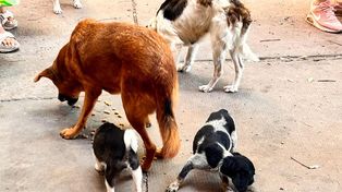 Maltrato animal: el municipio rescató cinco perros en dos procedimientos